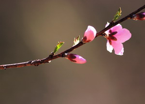 peach_flower2_small